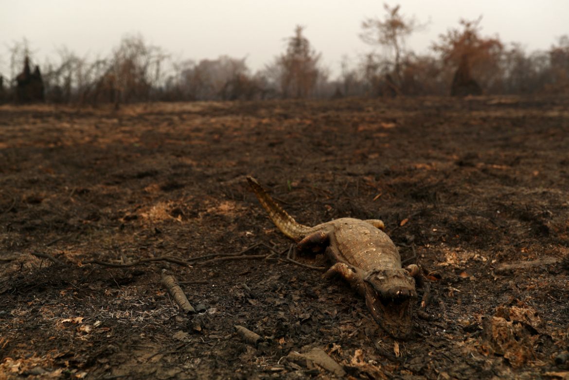 A dead caiman is pictured in an area that was burnt in a fire in the Pantanal, the world''s largest wetland, in Pocone, Mato Grosso state, Brazil, August 31, 2020. REUTERS/Amanda Perobelli SEARCH "PANT