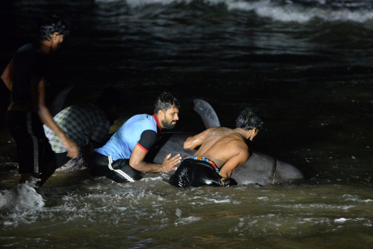 Sri Lankan volunteers try to push back a stranded short-finned pilot whale at the Panadura beach [Lakruwan Wanniarachchi/AFP]