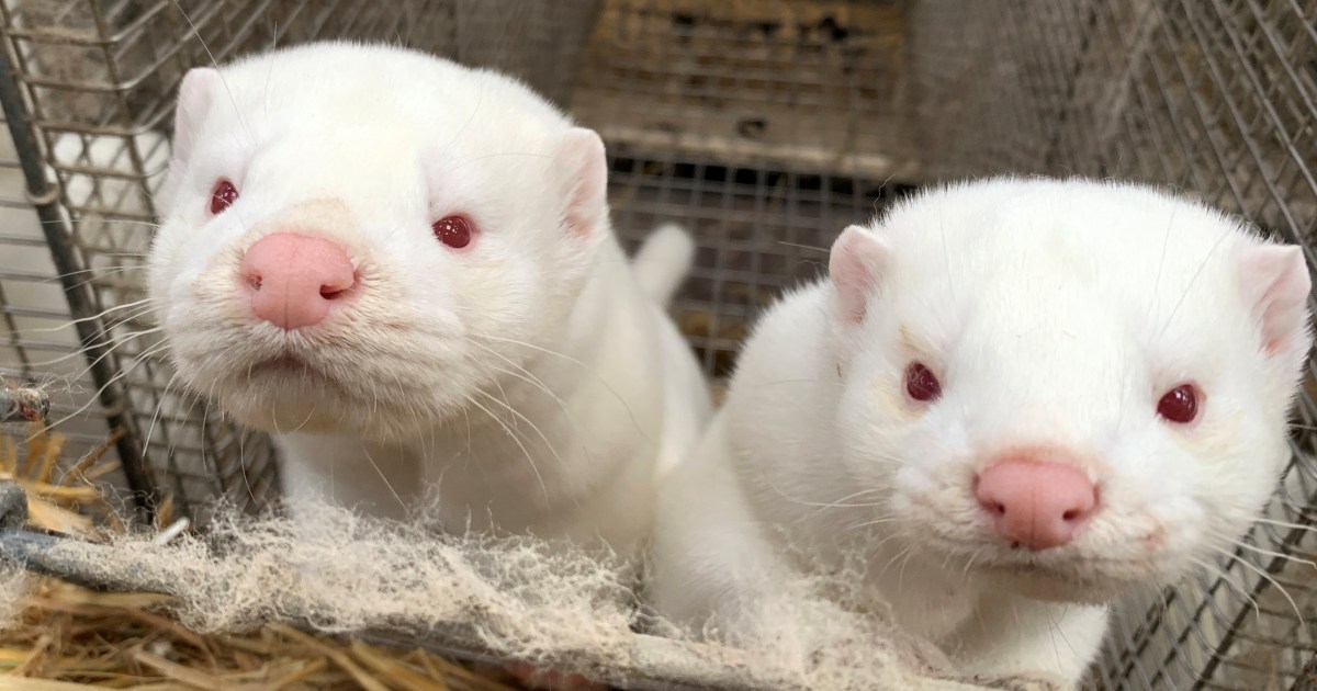 Denmark finds 214 people with mink-related coronavirus