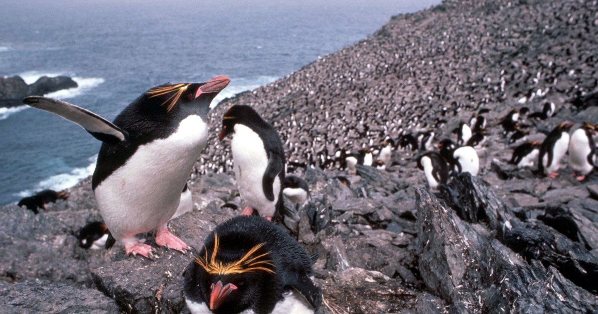 Giant iceberg could collide with south Atlantic penguin colony
