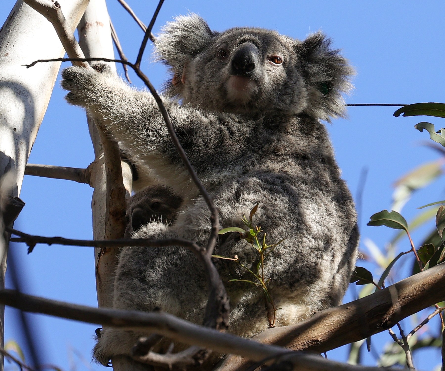 More than 60,000 koalas killed or hurt in Australia's bushfires | Wildlife  News | Al Jazeera