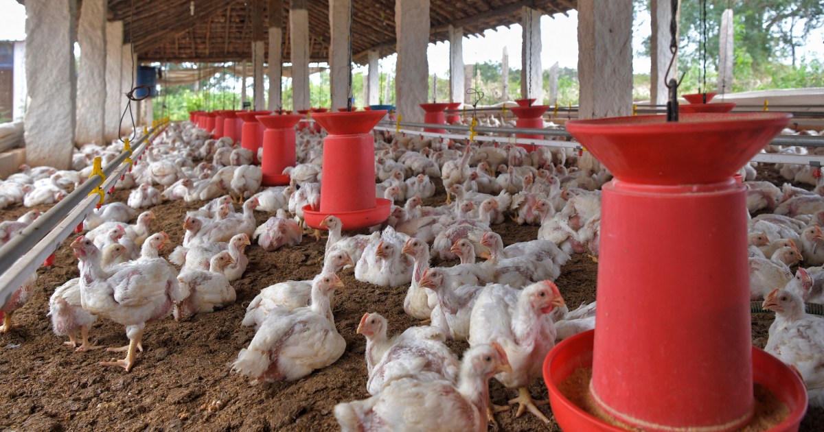 La Russia annuncia il primo caso umano di influenza aviaria H5N8 |  Notizie sulla salute