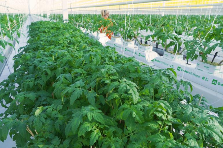 Indoor farming gains ground amid pandemic, climate challenges | Agriculture News