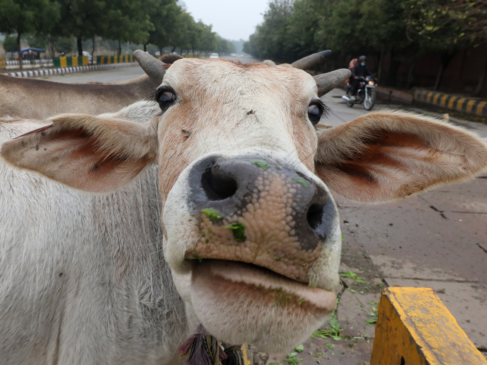 Indian gov't says hug cows on Valentine's Day, Twitter cracks up |  Government News | Al Jazeera