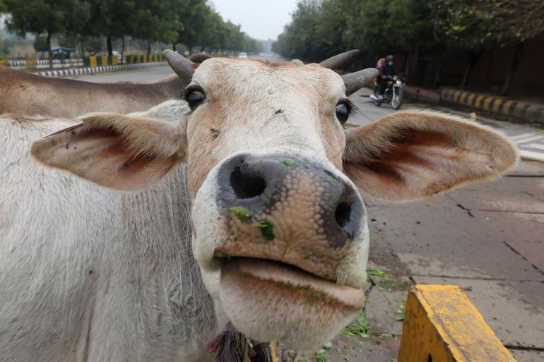 India cow