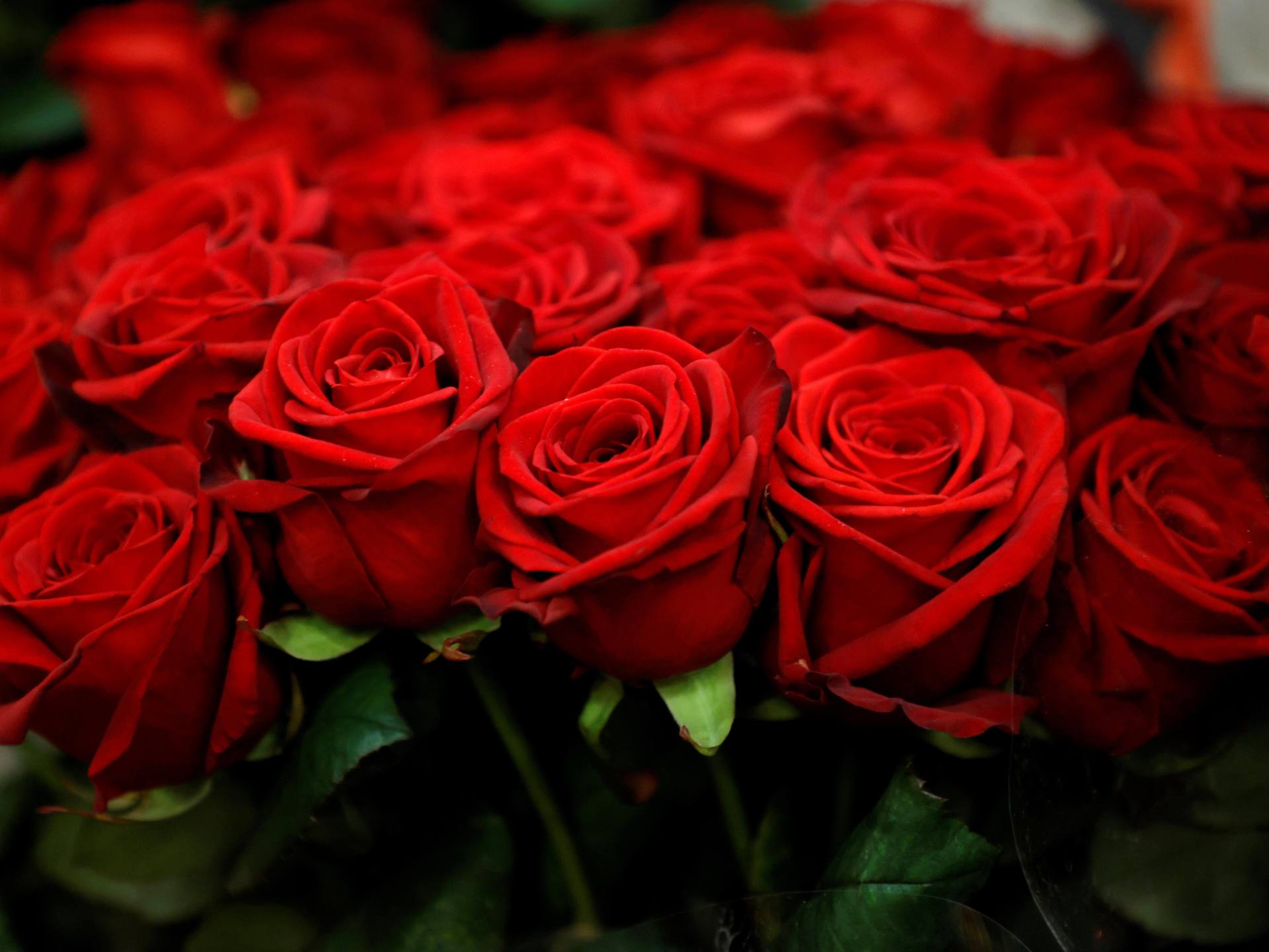 hjerne Alle sammen Trafikprop Roses are red and contributing to climate change, florists warn | Climate  Crisis News | Al Jazeera