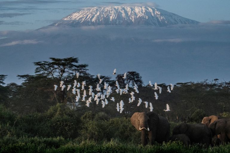 A general view of elephants grazing with a view of the snow-capped Mount Kilimanjaro in the background