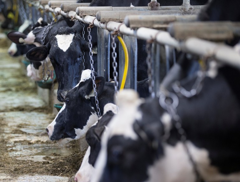 Vacas leiteiras em uma fazenda em Quebec, Canadá