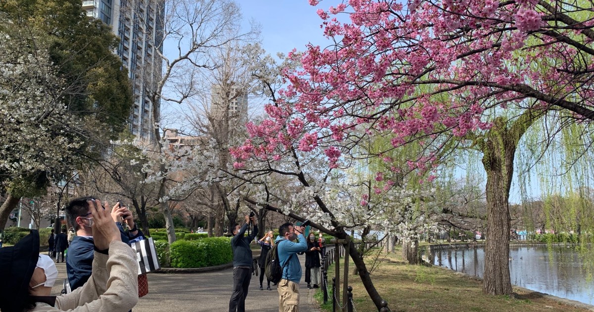 COVID-19 takes spring out of Japan’s ‘hanami’ season | Arts and Culture News