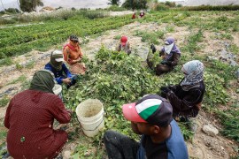 Jordanian women work on a harvest of green beans at a farm in Ghor al-Haditha, around 80km (50 miles) south of the capital Amman, on April 20, 2021. - Experts say Jordan is now in the grip of one of the most severe droughts in its history, but many warn the worst is yet to come.