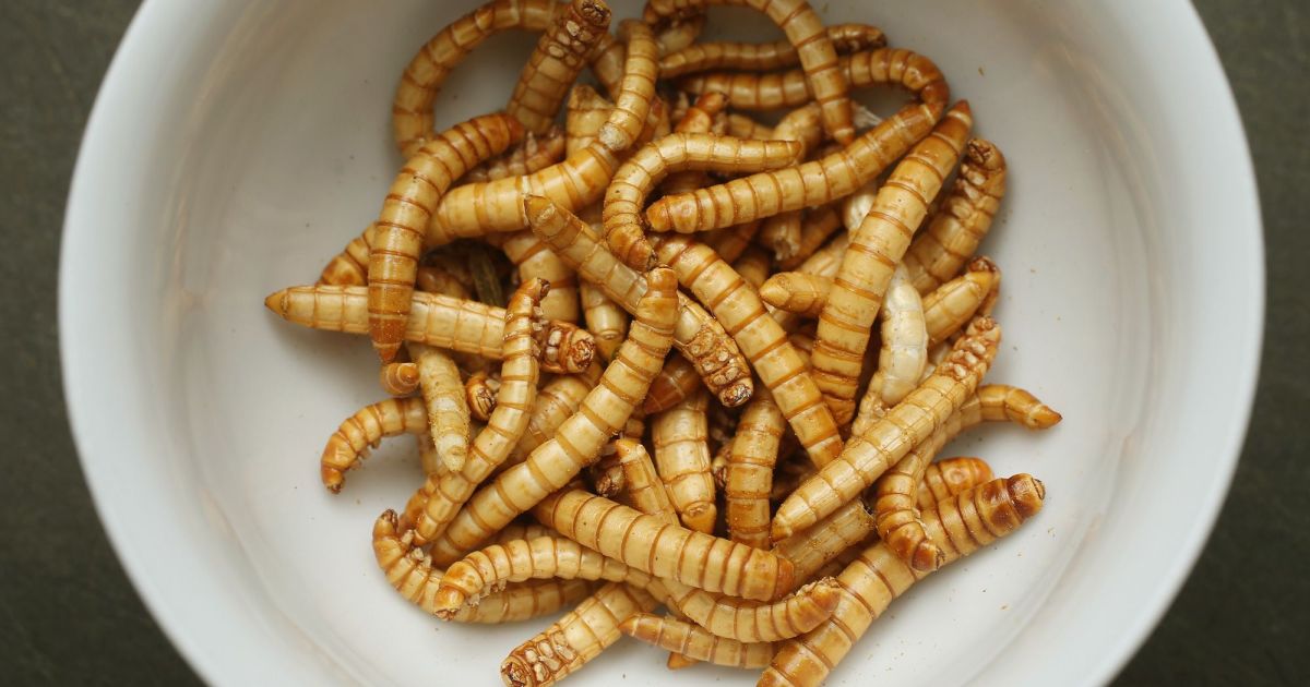 Mealworm on the menu: EU approves first insect protein | Food News | Al
