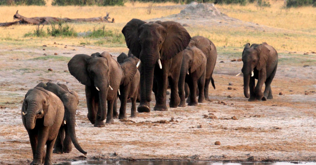Zimbabwe mulls first mass elephant killing in a long time