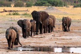 A herd of elephants walk past a watering hole in Hwange National Park, Zimbabwe