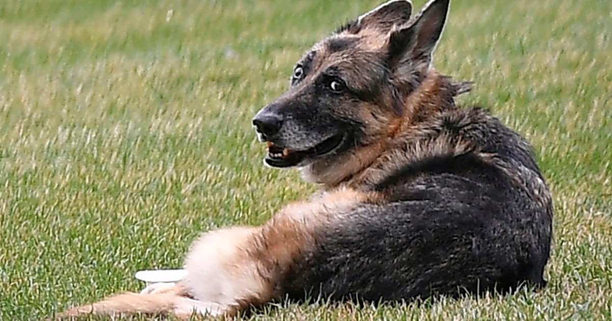Photo of The Bidens Announce the Death of the “Treasure” Dog Champion | Daily Headline Joe Biden News