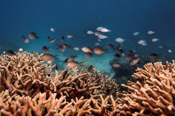 Големият бариерен риф в Австралия е засегнат от масово избелване на корали