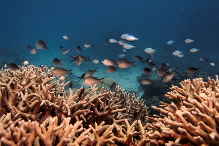 School of fish swims along on the Great Barrier Reef