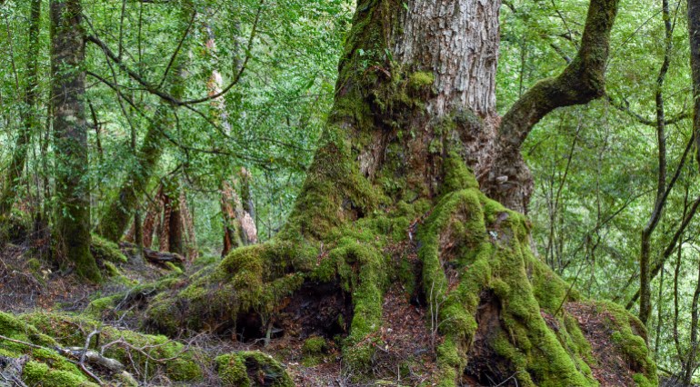 Conservationists say construction at the planned TSF site threatens not only endangered animal and bird species but myrtle trees estimated to be 500 years old [Courtesy of Bob Brown Foundation]