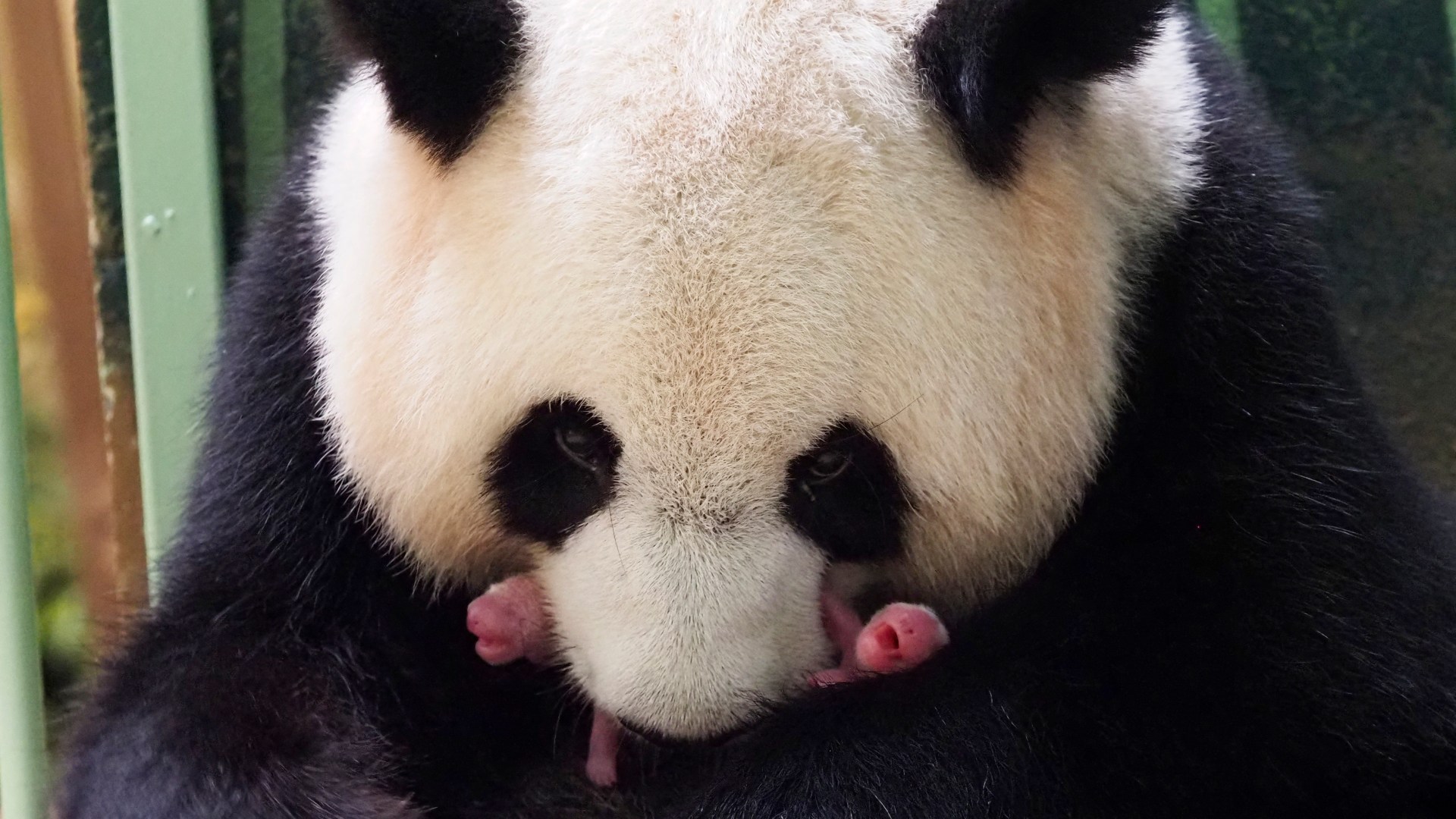 Giant panda in French zoo gives birth to female twins | Wildlife News | Al  Jazeera