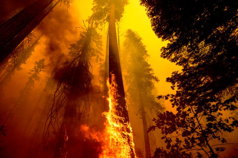 Flames climb up a tree as the Windy Fire burns through a grove of giant sequoia trees in California