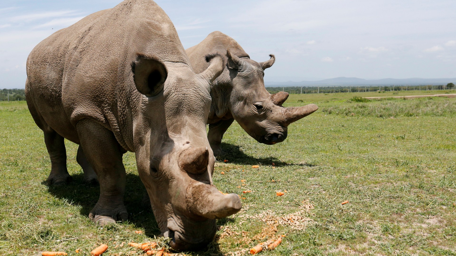 DIFFERENCE BETWEEN BLACK AND WHITE RHINOS IN NAMIBIA, Safari World Tours