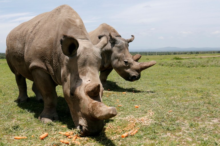 Rhinos walking and grazing.