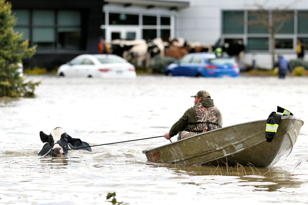 Cows that were stranded in a flooded barn are rescued after rainstorms lashed the western Canadian province of British Columbia, triggering landslides and floods, shutting highways, in Abbotsford, British Columbia, Canada November 16, 2021. REUTERS/Jennifer Gauthier