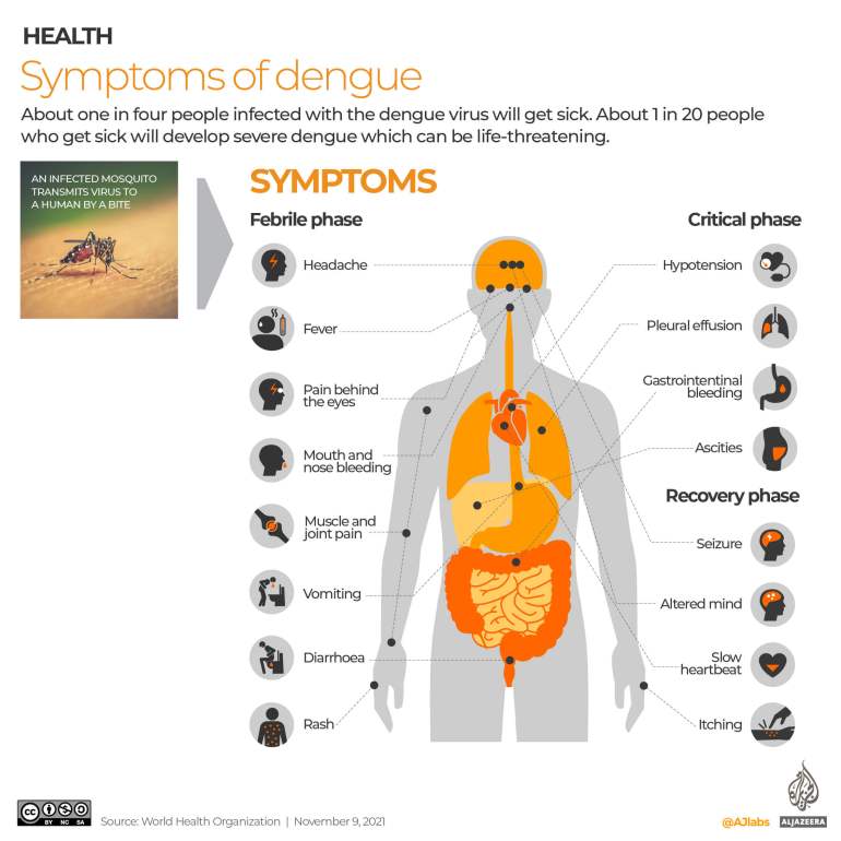 An overview of which human organs come under pressure if you have the dengue virus