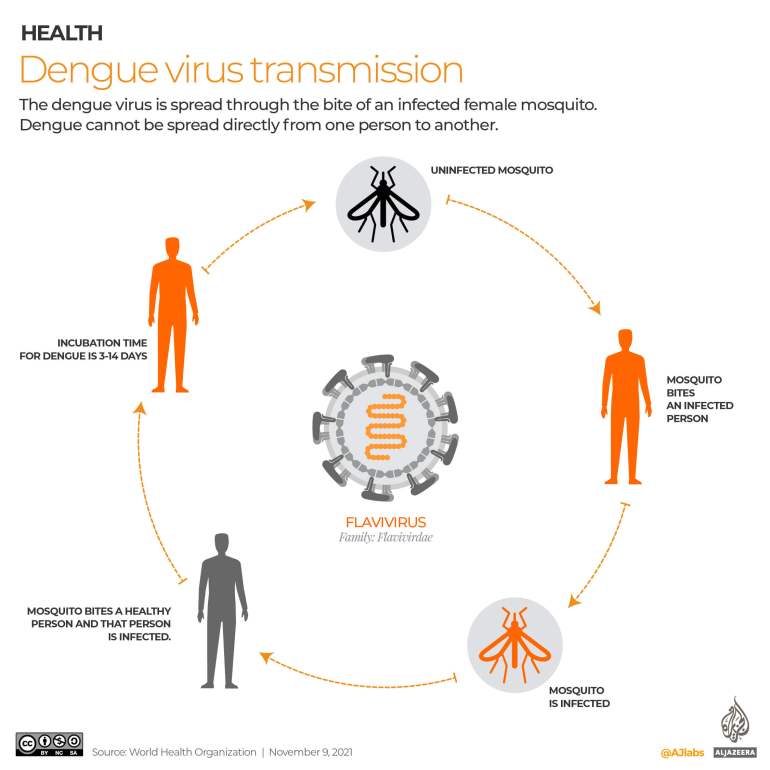 How dengue virus transmits between mosquitoes and humans