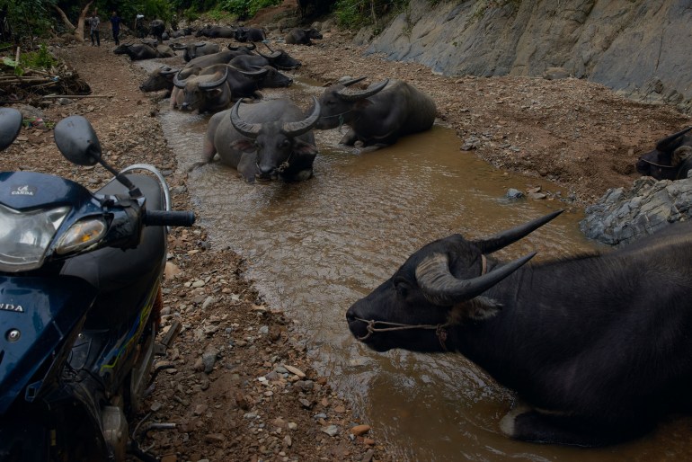 Water buffalo rest in a stream outside Uh Er Klo, Karen State. [Alex McBride/Al Jazeera] - DO NOT USE