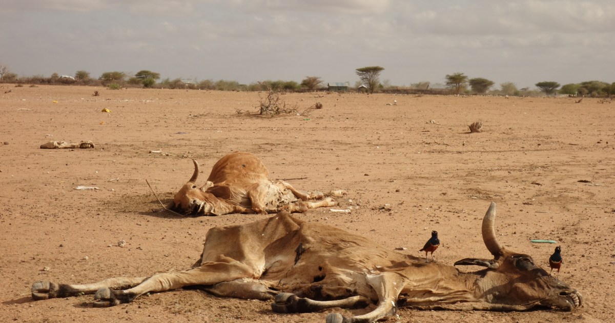 We will all die&#39;: In Kenya, prolonged drought takes heavy toll | Climate Crisis News | Al Jazeera