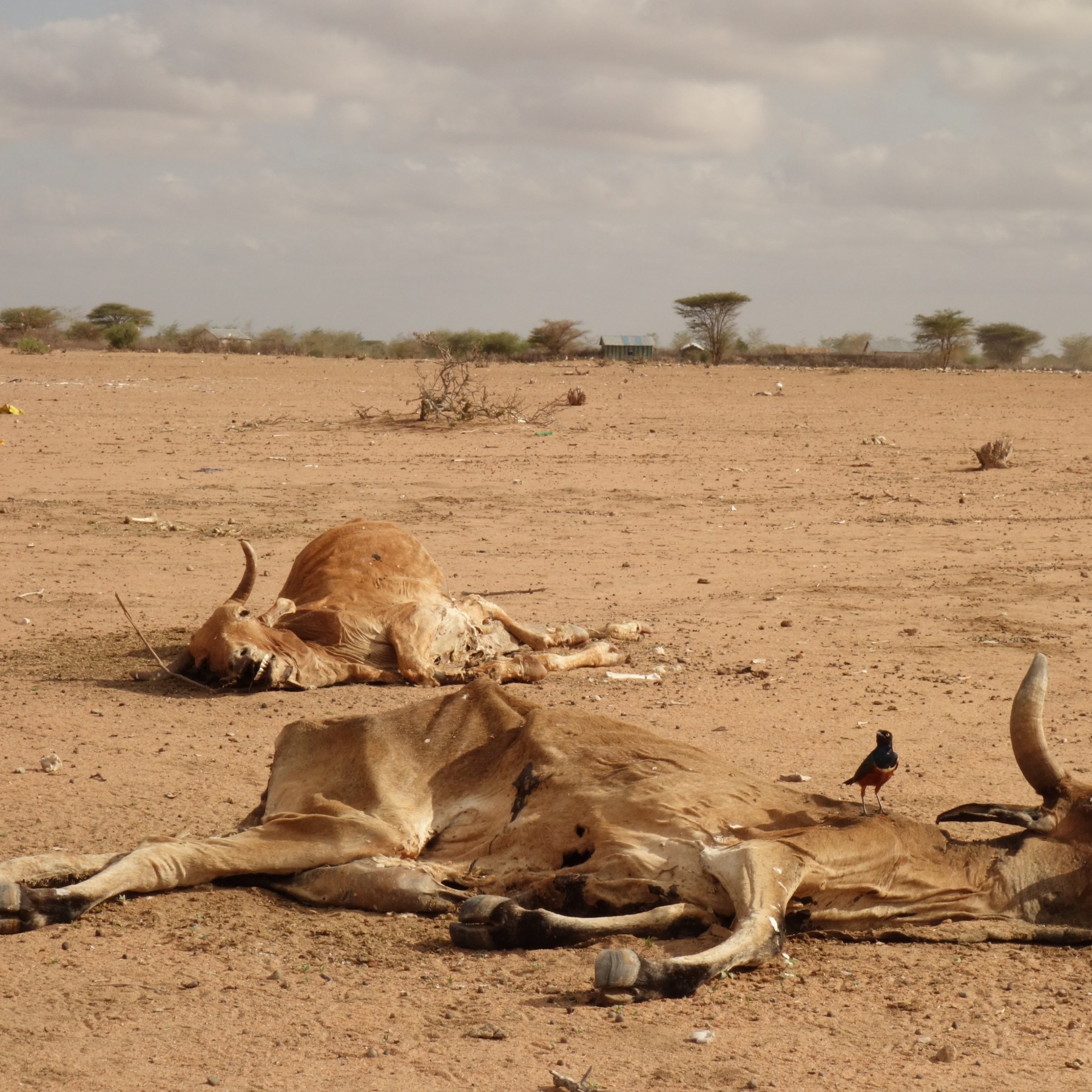 We will all die': In Kenya, prolonged drought takes heavy toll | Climate  Crisis News | Al Jazeera