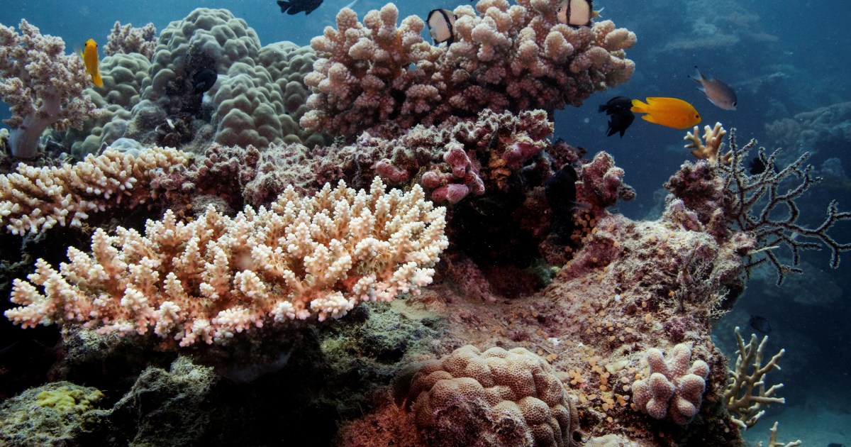 Parts of Australia’s Great Barrier Reef shows fragile comeback