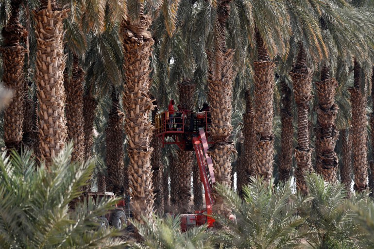 Palestinian workers harvest dates in the Jordan Valley village of Jiftlik in the Israeli-occupied West Bank