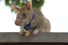 Magawa, a beige coloured furry rate with big ears and long whiskers who has died at the age of eight, sits on a bench wearing the gold medal given to him in 2020 for sniffing out landmines