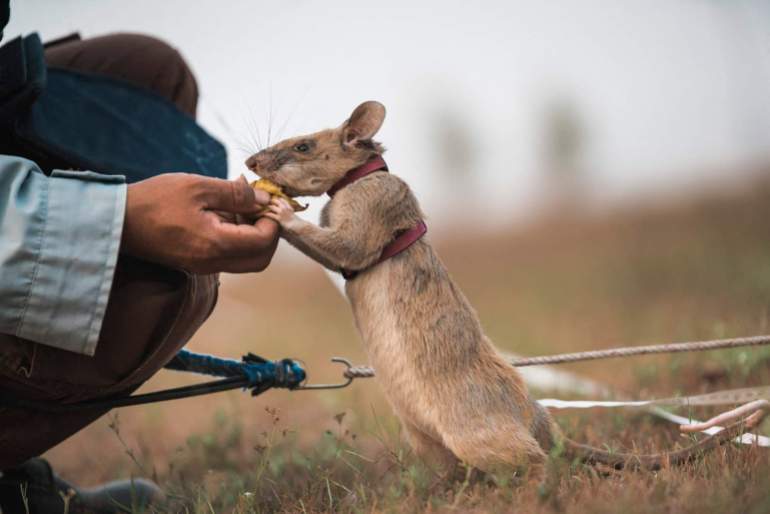 Magawa stands on his hind legs to take a snack from his handler's fingers as he works to find landmines in a field in Cambodia