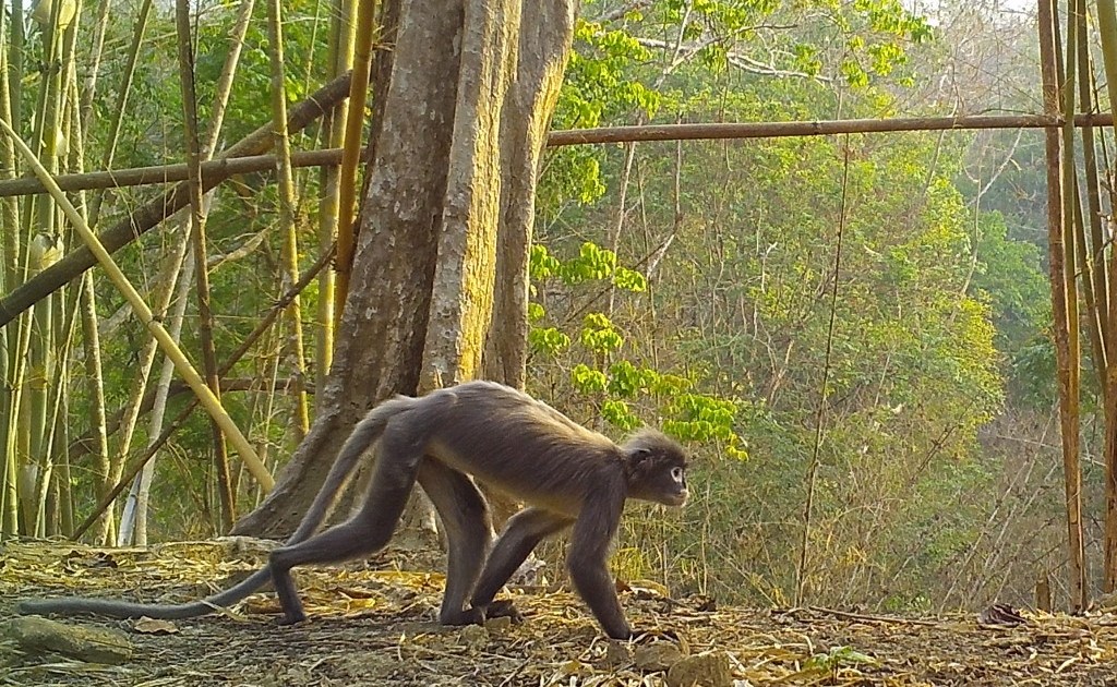 Myanmar’s ghostly monkey among new species found in Mekong region