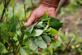 A man holds up coca leaves collected from his crops in Colombia