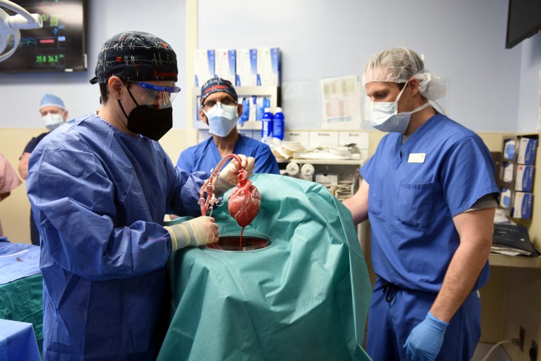 A surgeon dressed in blue scrubs places a genetically-modified pig heart into a storage device at the Xenotransplant lab ahead of its transplant into a 57-year-old man