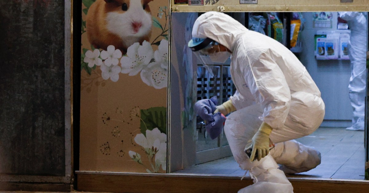 Image Hong Kong to cull 2,000 animals after hamsters contract COVID