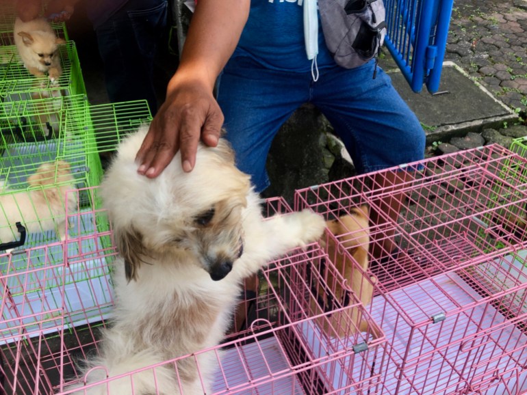 A fluffy white dog gets a pat on the head as it's released from its cage