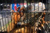 A large Iguana tries to claw its way out of its cage at the Bali Bird Market [Al Jazeera]