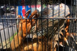 An orangey-coloured iguana holds onto the wires of its cage showing its huge claws