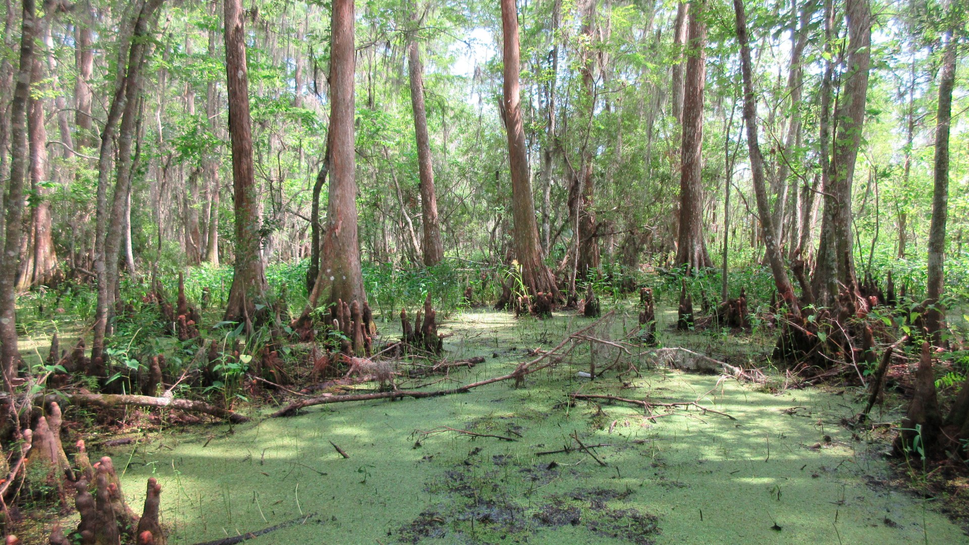 The verdant landscape of the Barataria Preserve, part of the Jean Lafitte National Historical Park and Preserve in Marrero, Louisiana, just outside of New Orleans