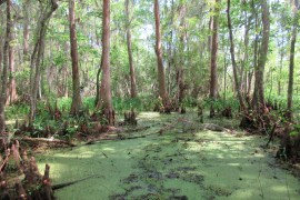 The verdant landscape of the Barataria Preserve, part of the Jean Lafitte National Historical Park and Preserve in Marrero, Louisiana, just outside of New Orleans