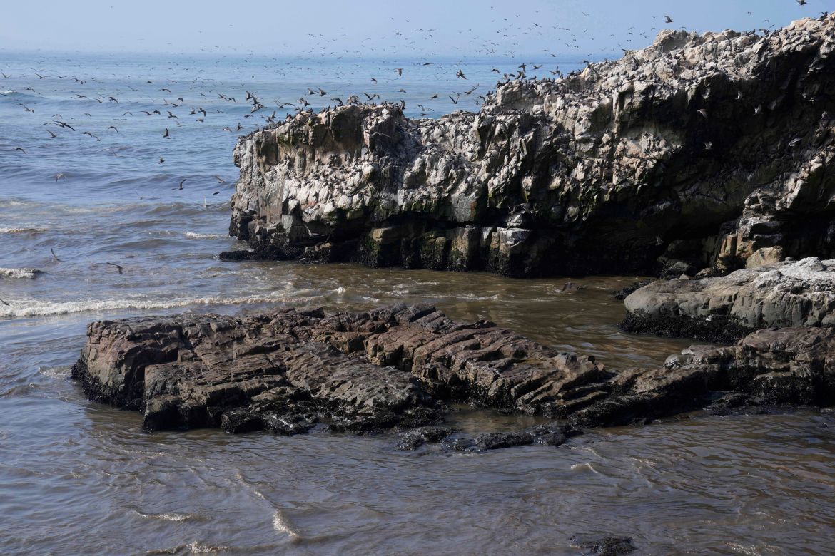 Birds fly over a rock covered with oil at Cavero beach in Ventanilla, Callao, Peru