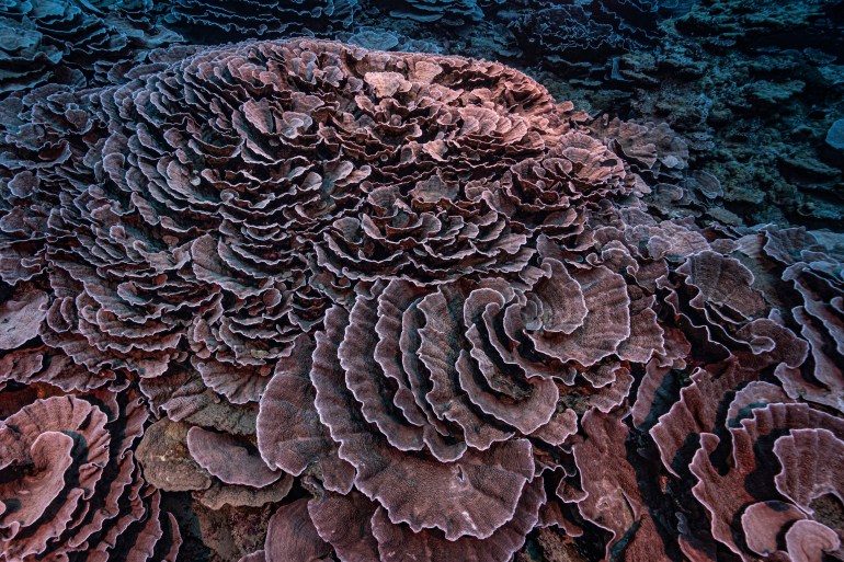 Corals shaped like roses in the waters off the coast of Tahiti