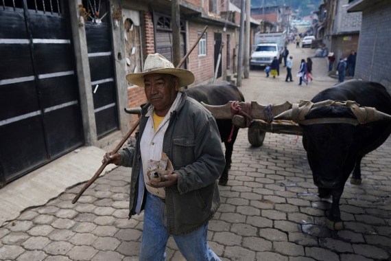 A farmer drives his oxen through the streets of the Puerpecha Indigenous community of Comachuen, Mexico