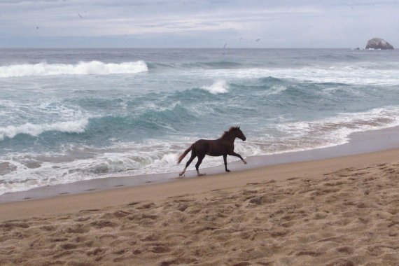 an escaped horse gallops along the Hurricane Lester-stirred waters of southern Mexico's Pacific coast at Zipolite, Mexico.