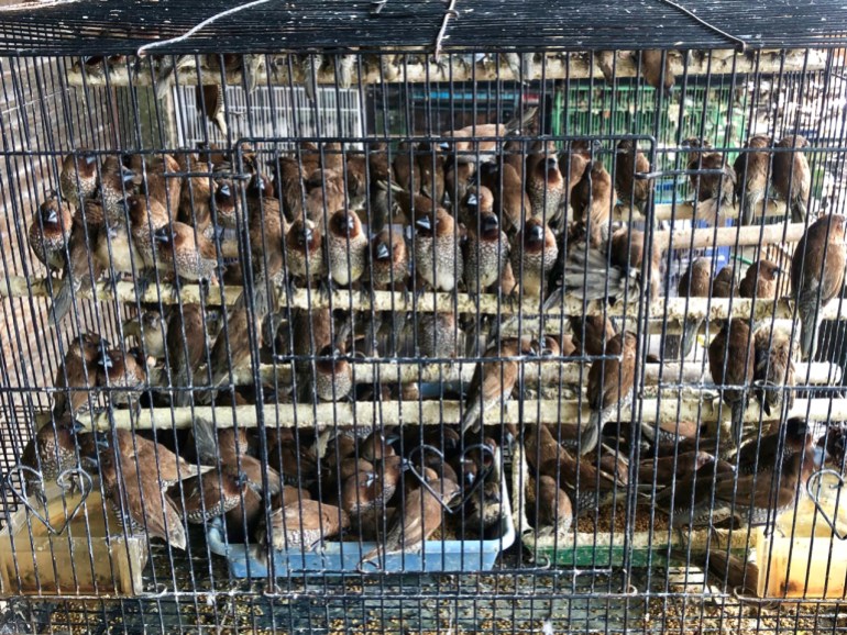 Birds packed next to each other on wooden perches and in plastic containers in a small cage 