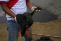 A worker holds a dead, oil-soaked bird during a clean-up campaign in Peru